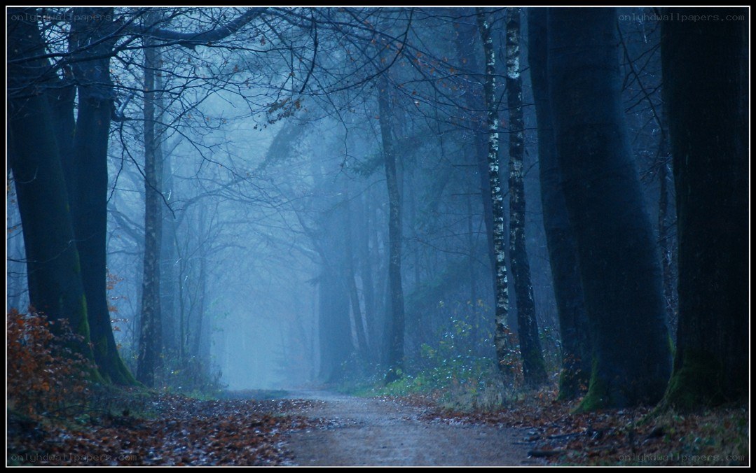 Misty forest path