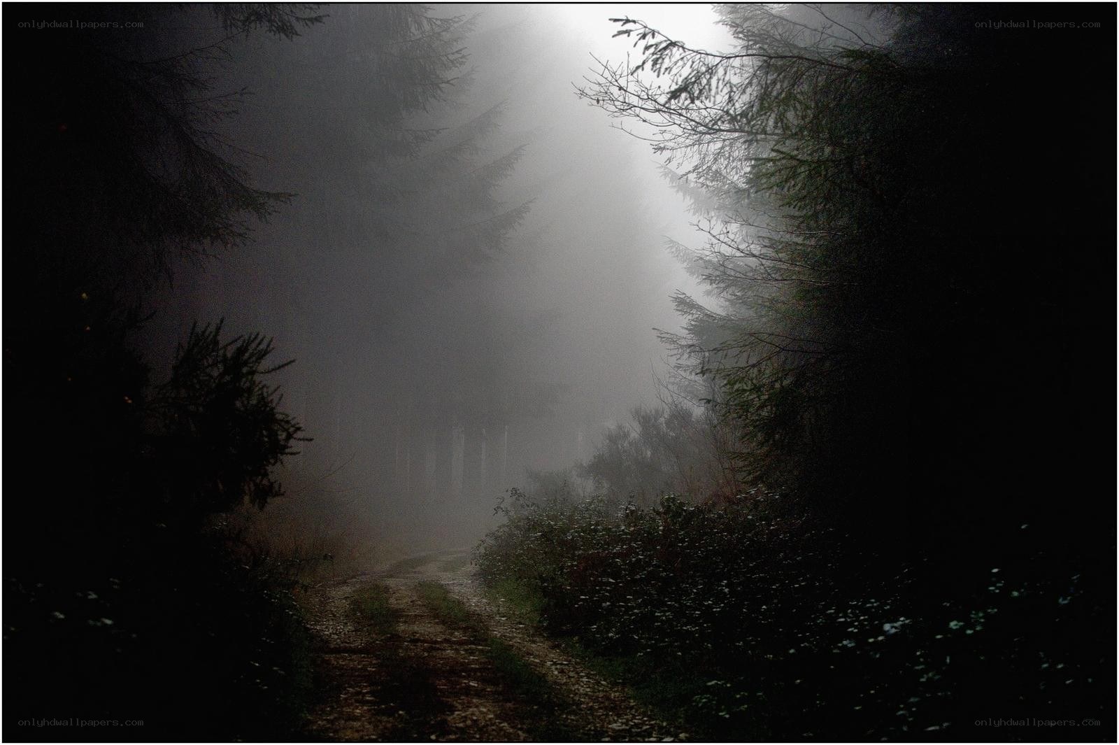 Misty forest path