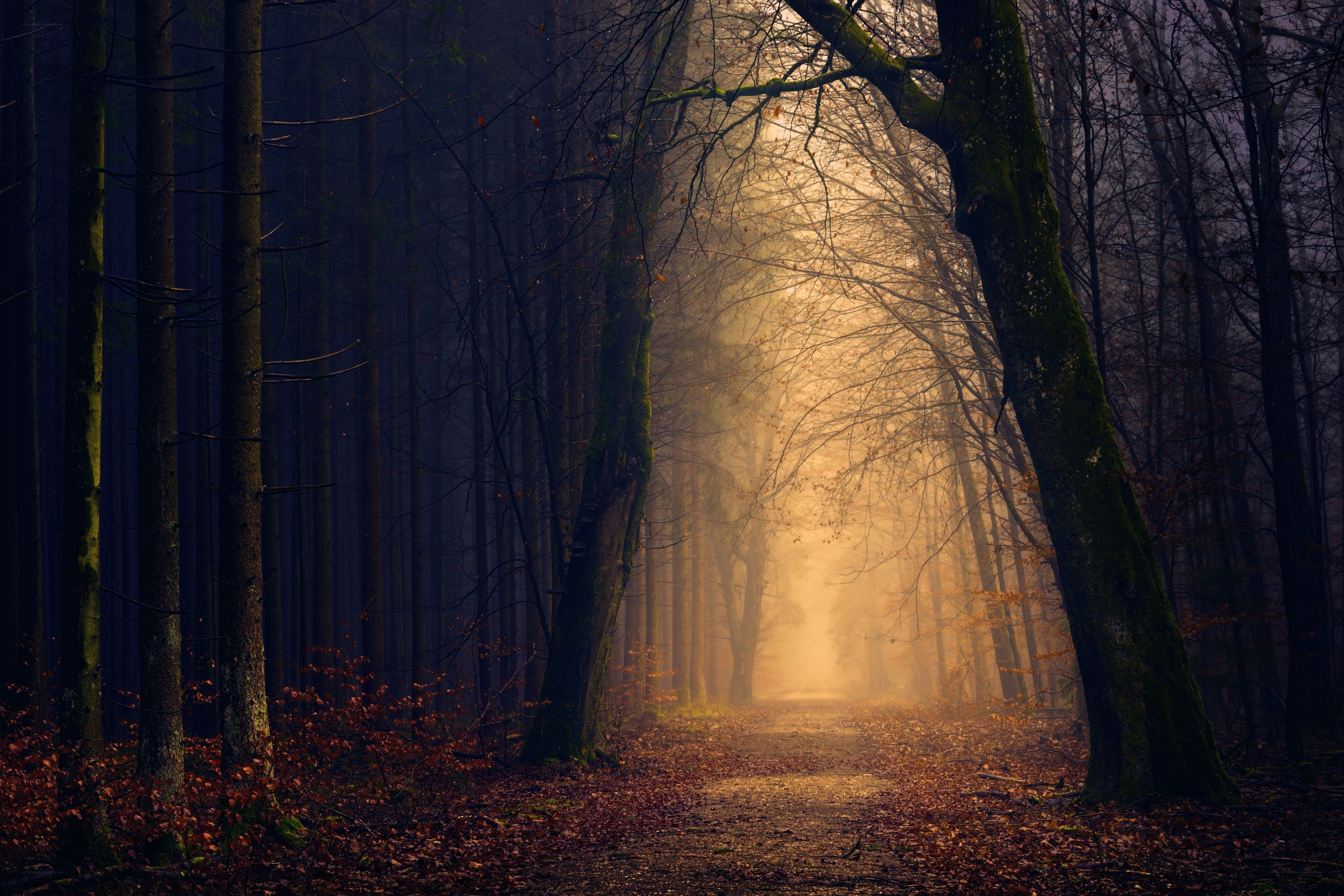 Misty forest path at dawn