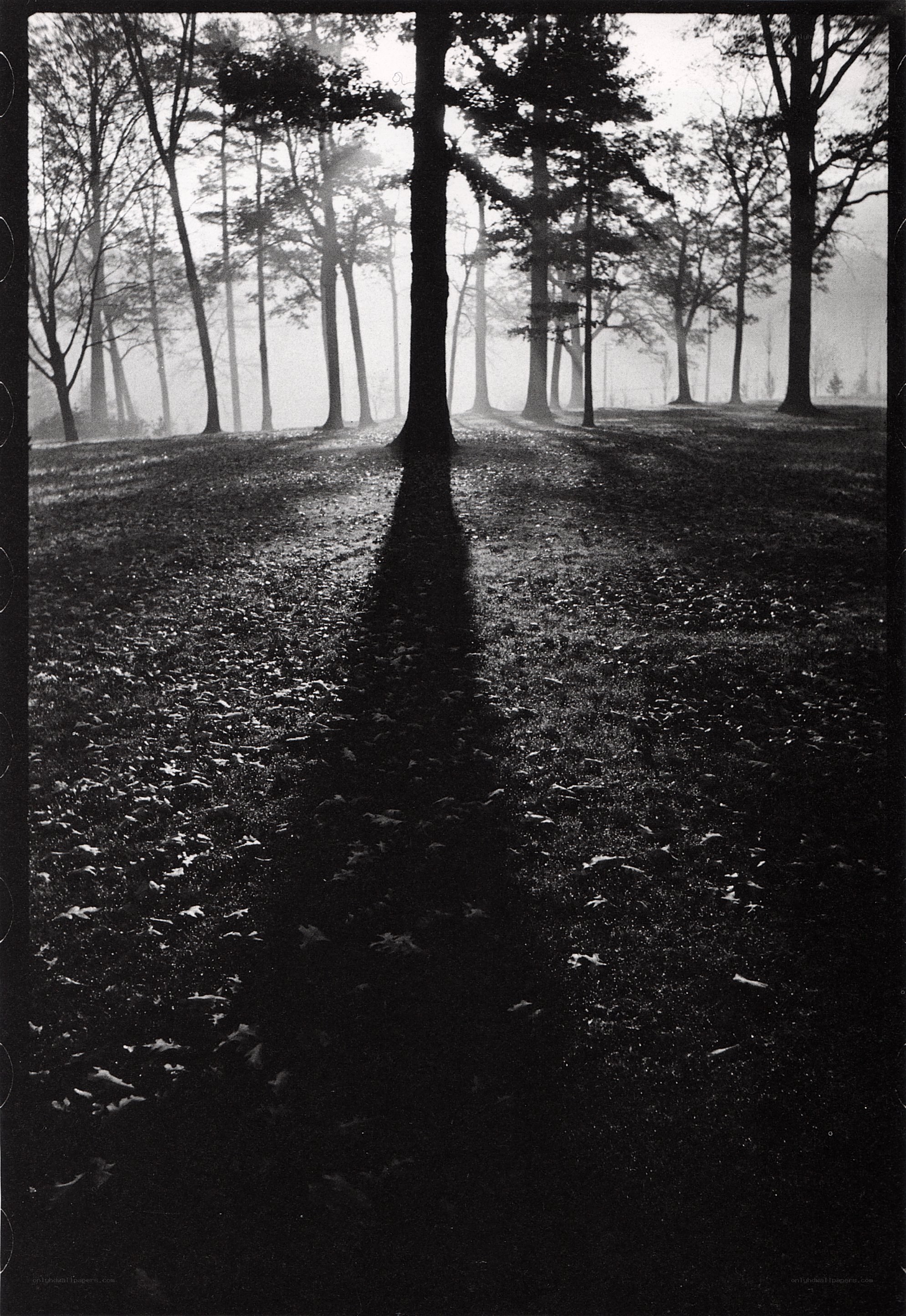 Misty forest path at dawn