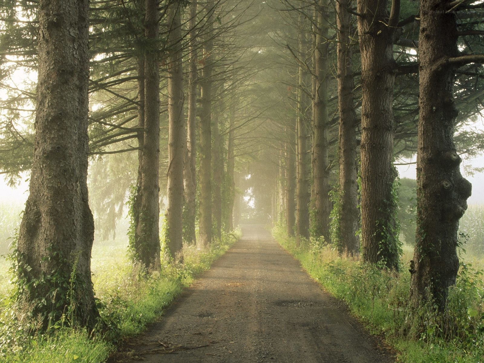 Misty forest path at dawn