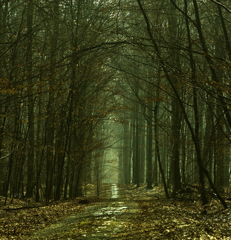 Misty forest path at dawn
