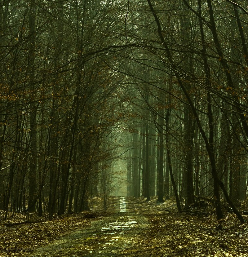 Misty forest path at dawn