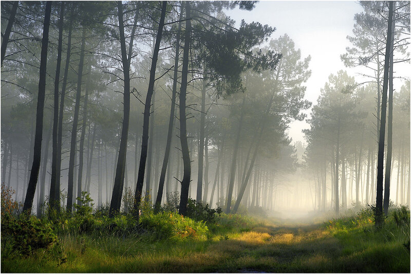 Misty forest path at dawn