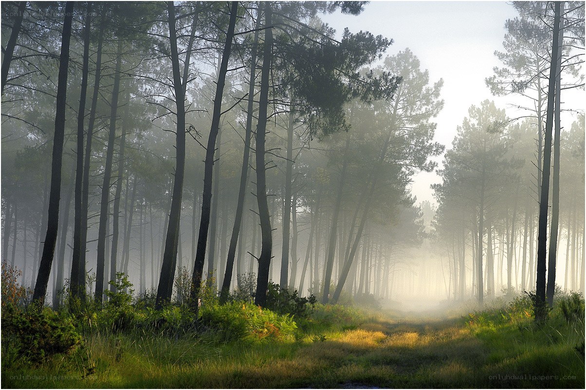 Misty forest path at dawn