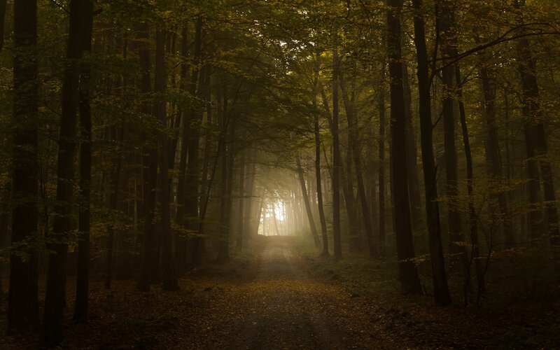 Misty forest path at dawn