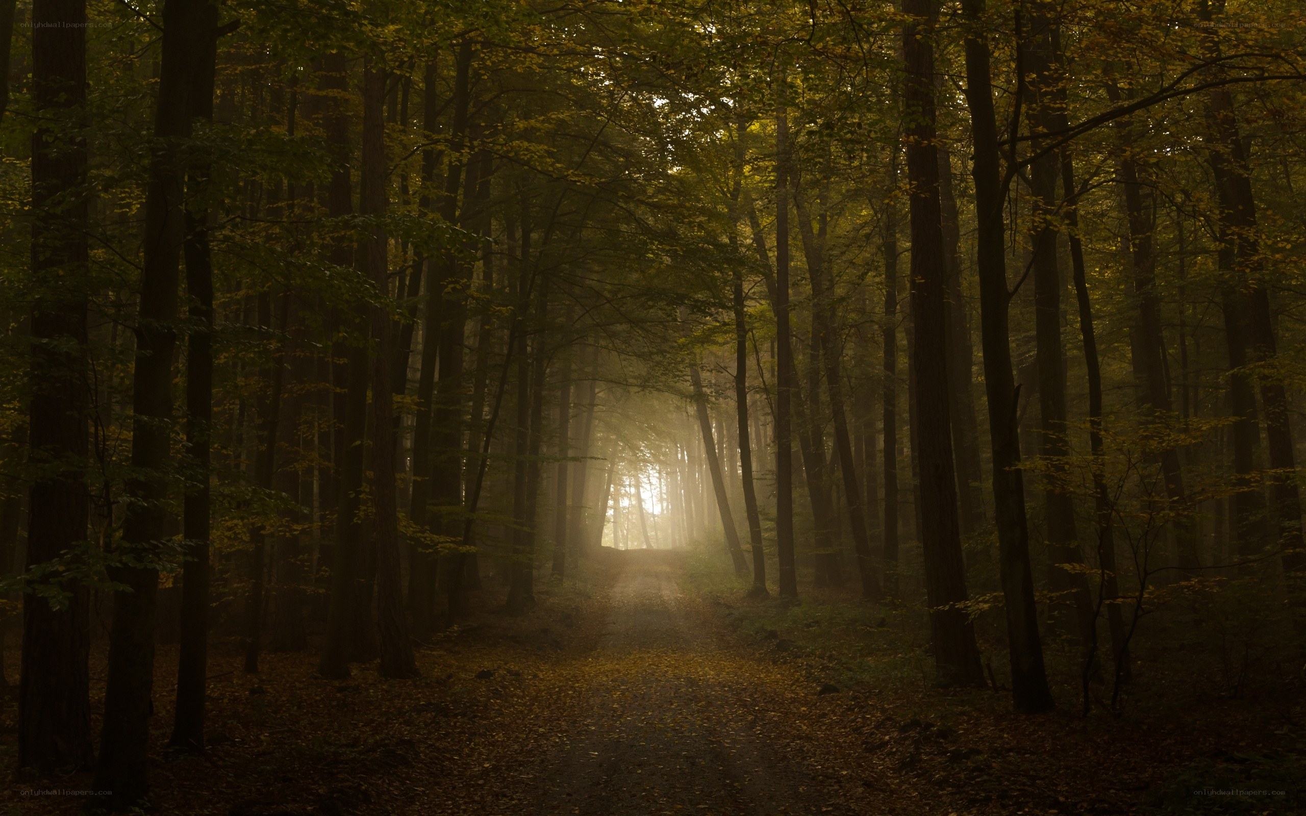 Misty forest path at dawn