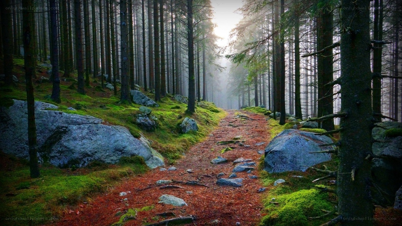 Misty forest path at dawn