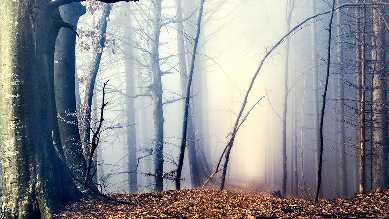 Misty forest path at dawn