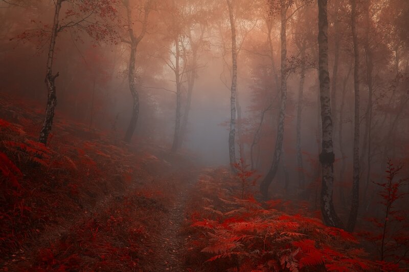 Misty forest path at dawn