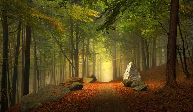 Misty forest path at dawn