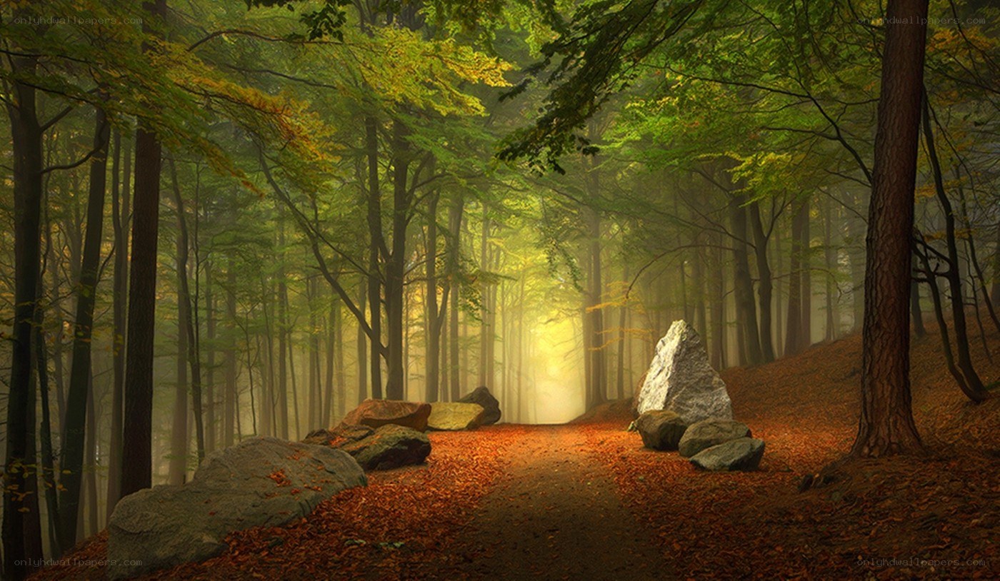 Misty forest path at dawn