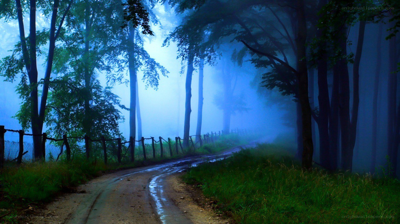 Misty forest path at dawn