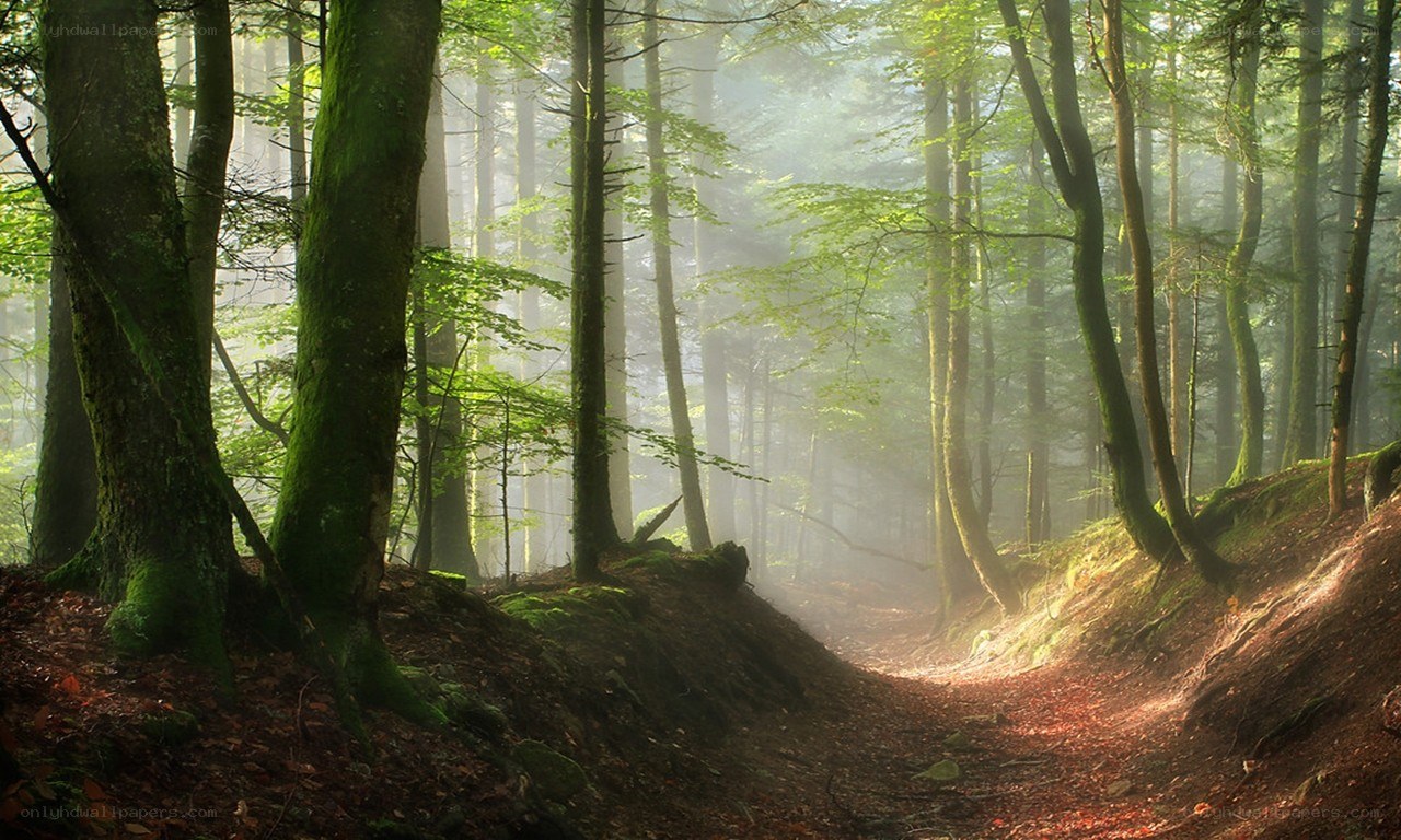 Misty forest path at dawn