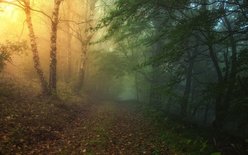 Misty forest path at dawn