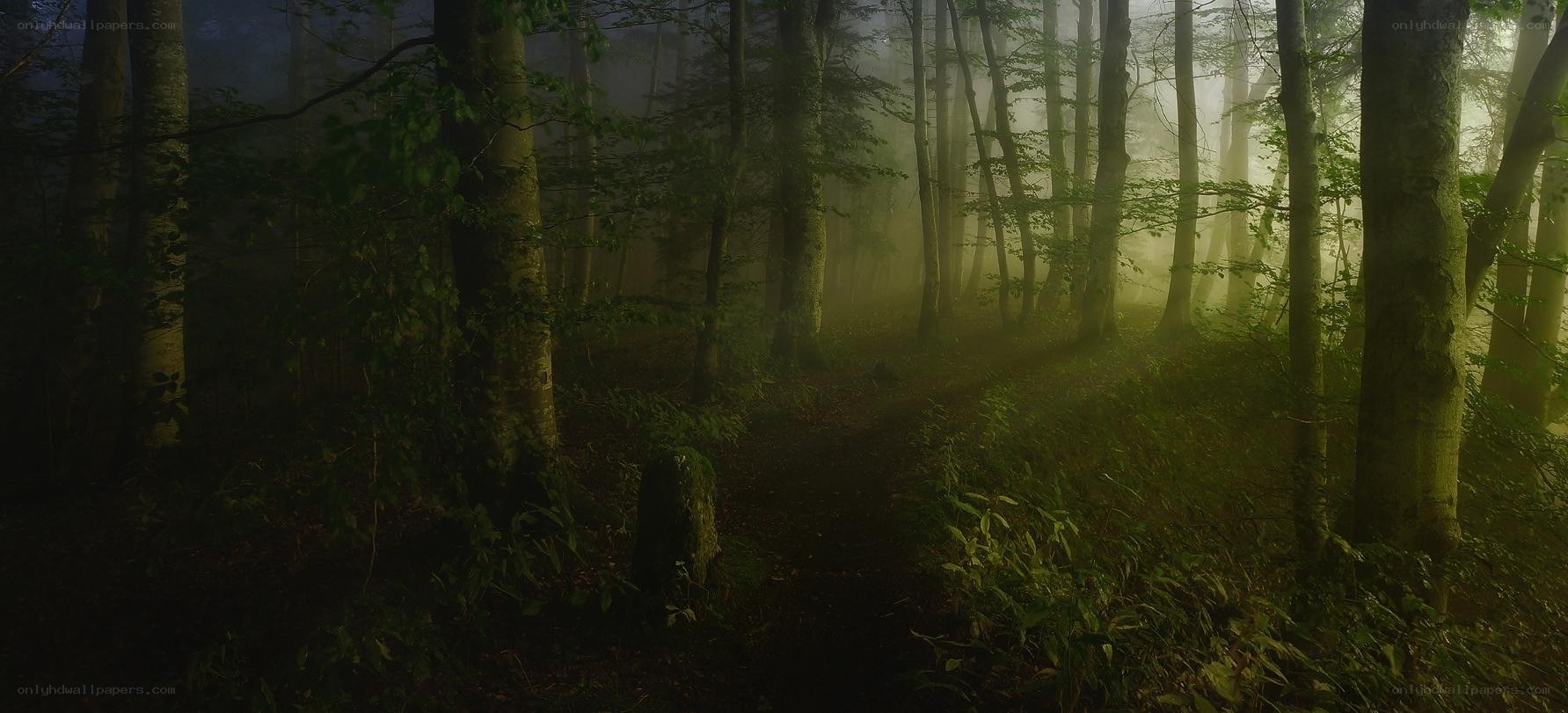 Misty forest path at dawn