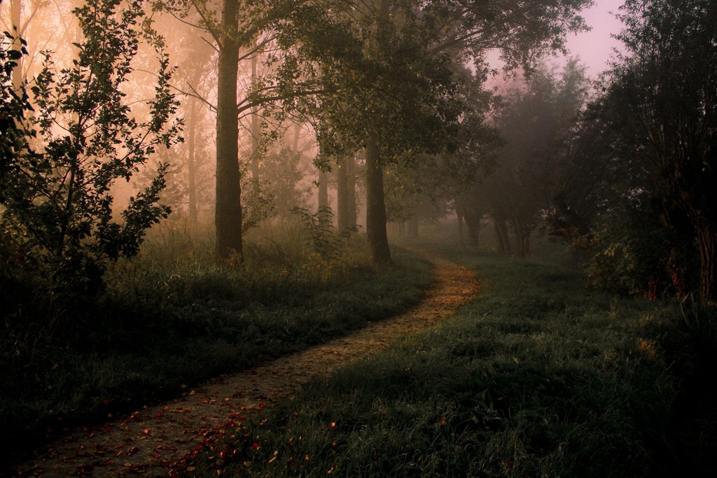 Misty forest path at dawn