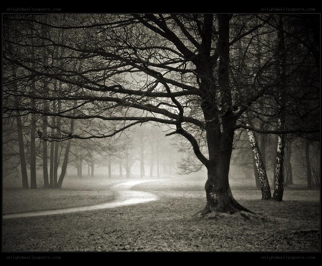 Misty forest path at dawn