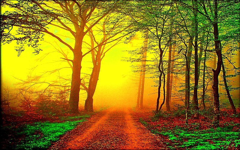 Misty forest path at dawn