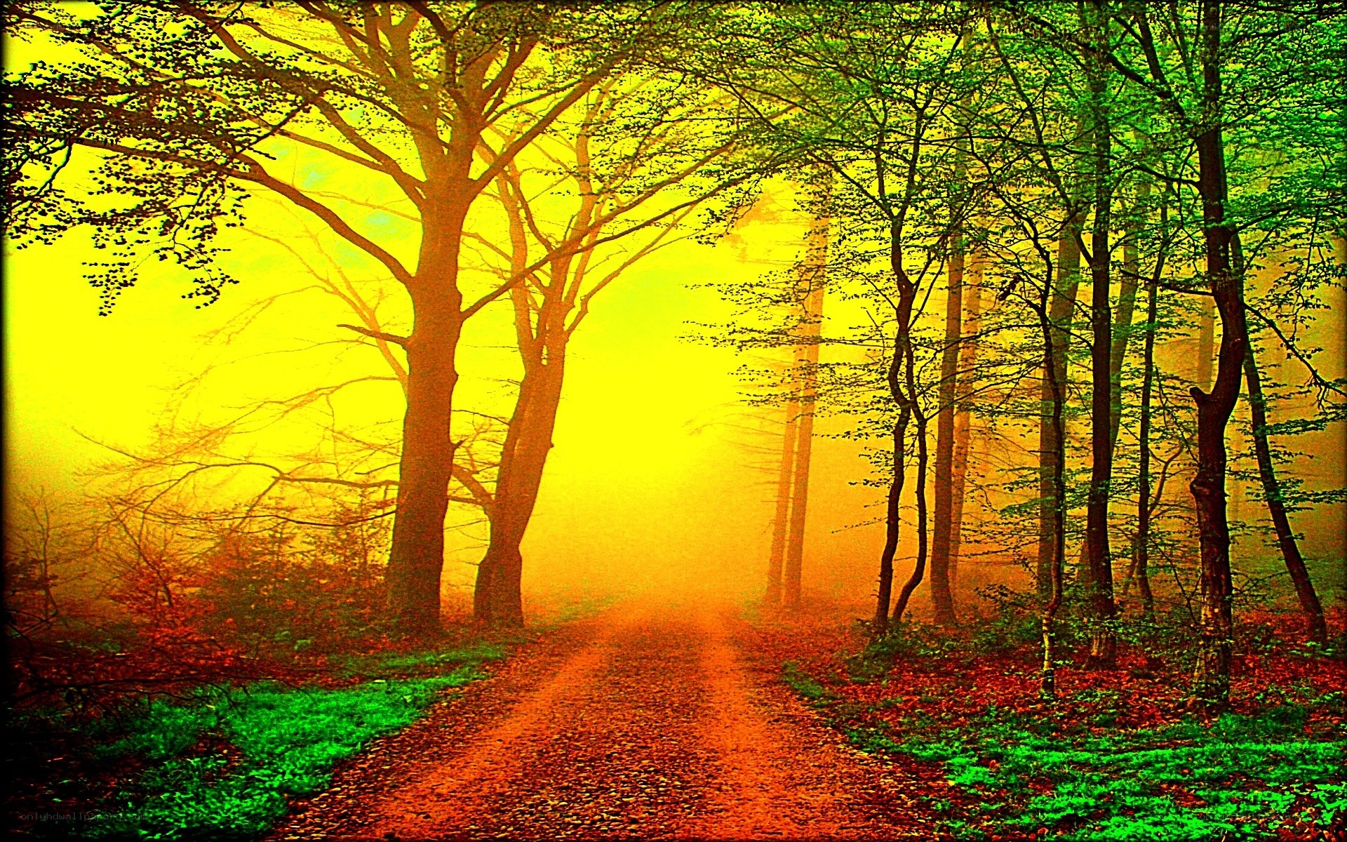 Misty forest path at dawn