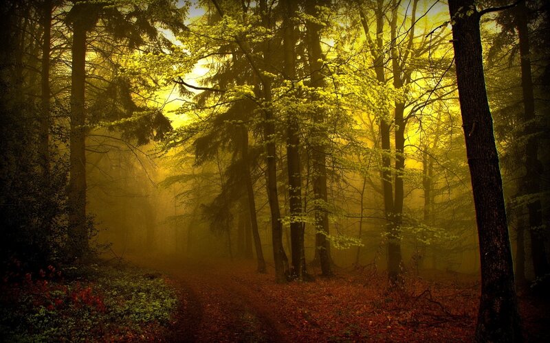 Misty forest path at dawn