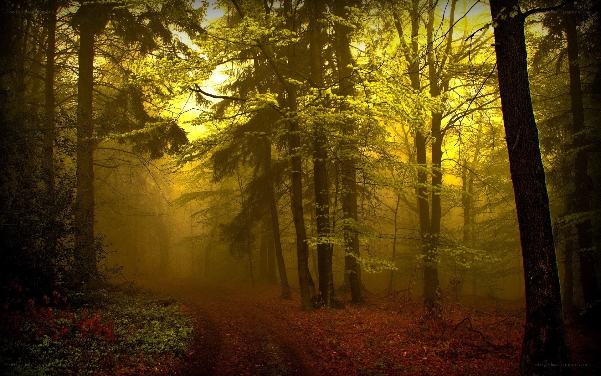 Misty forest path at dawn