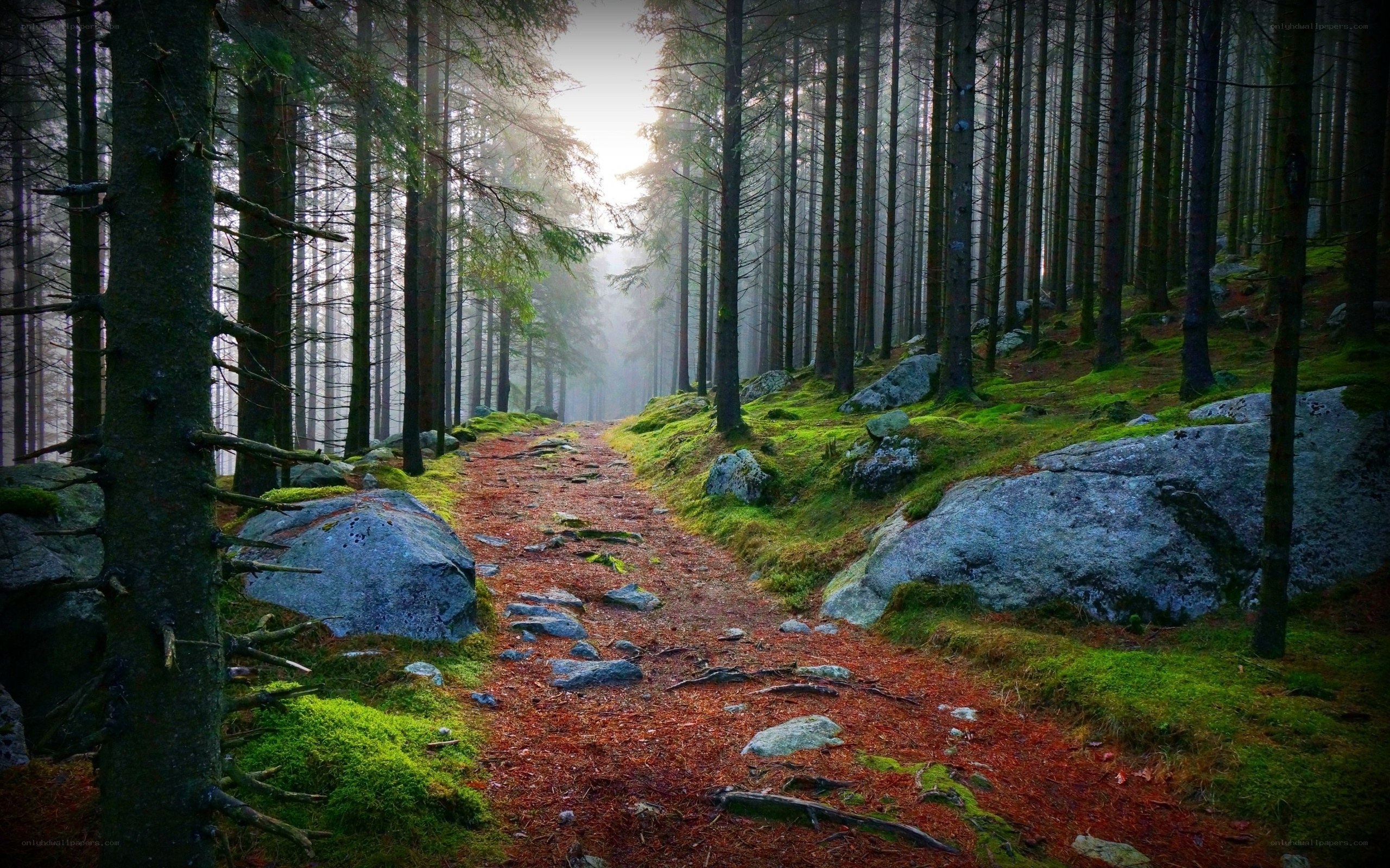 Misty forest path at dawn