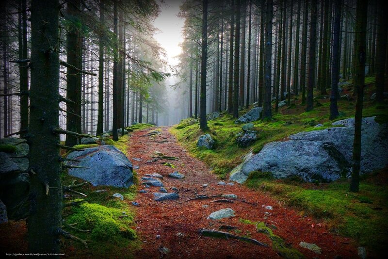 Misty forest path at dawn