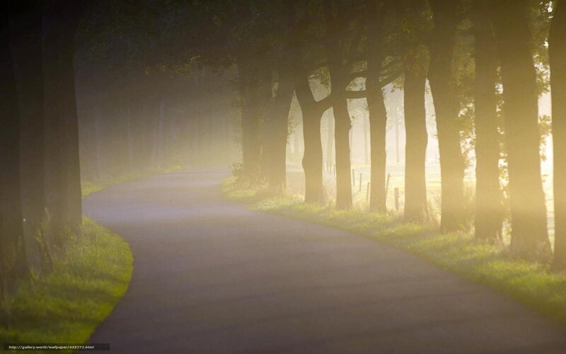 Misty forest path at dawn