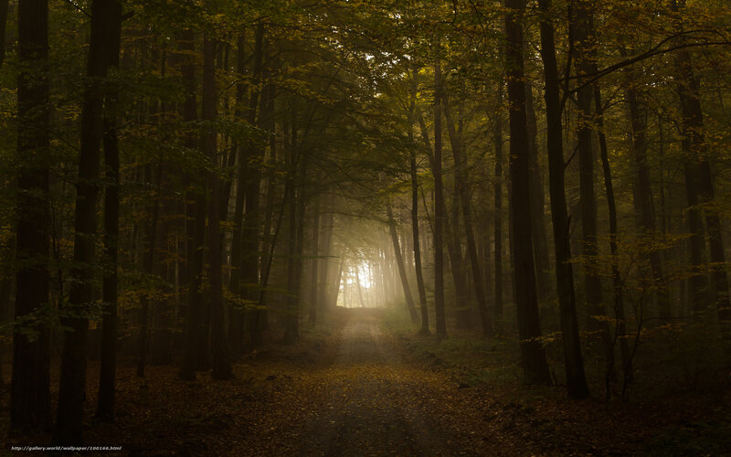 Misty forest path at dawn