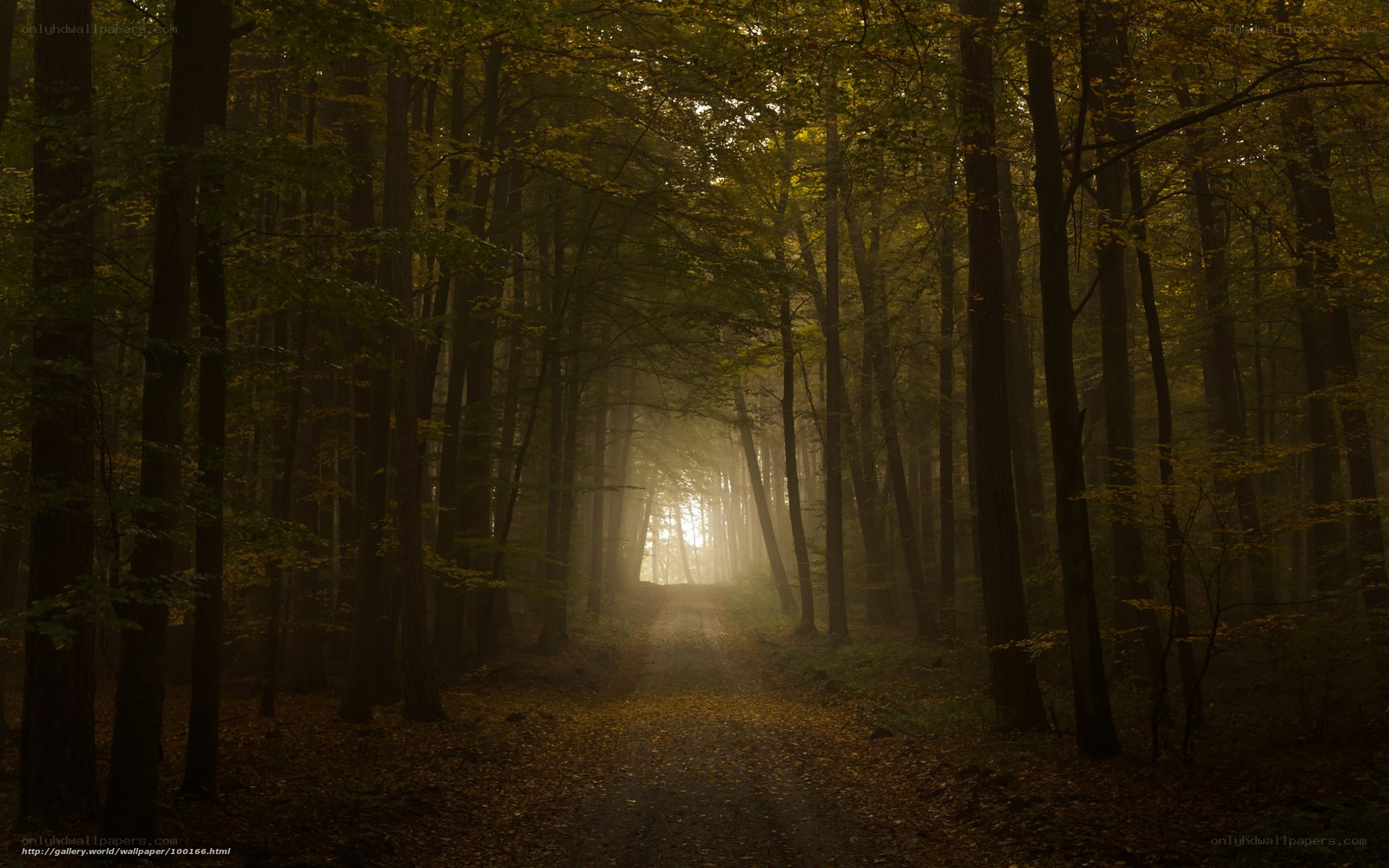 Misty forest path at dawn