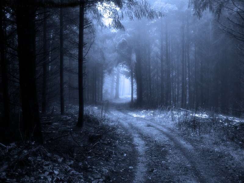 Misty forest path at night