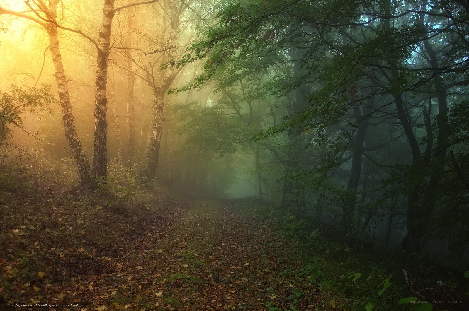 Misty forest path at sunrise