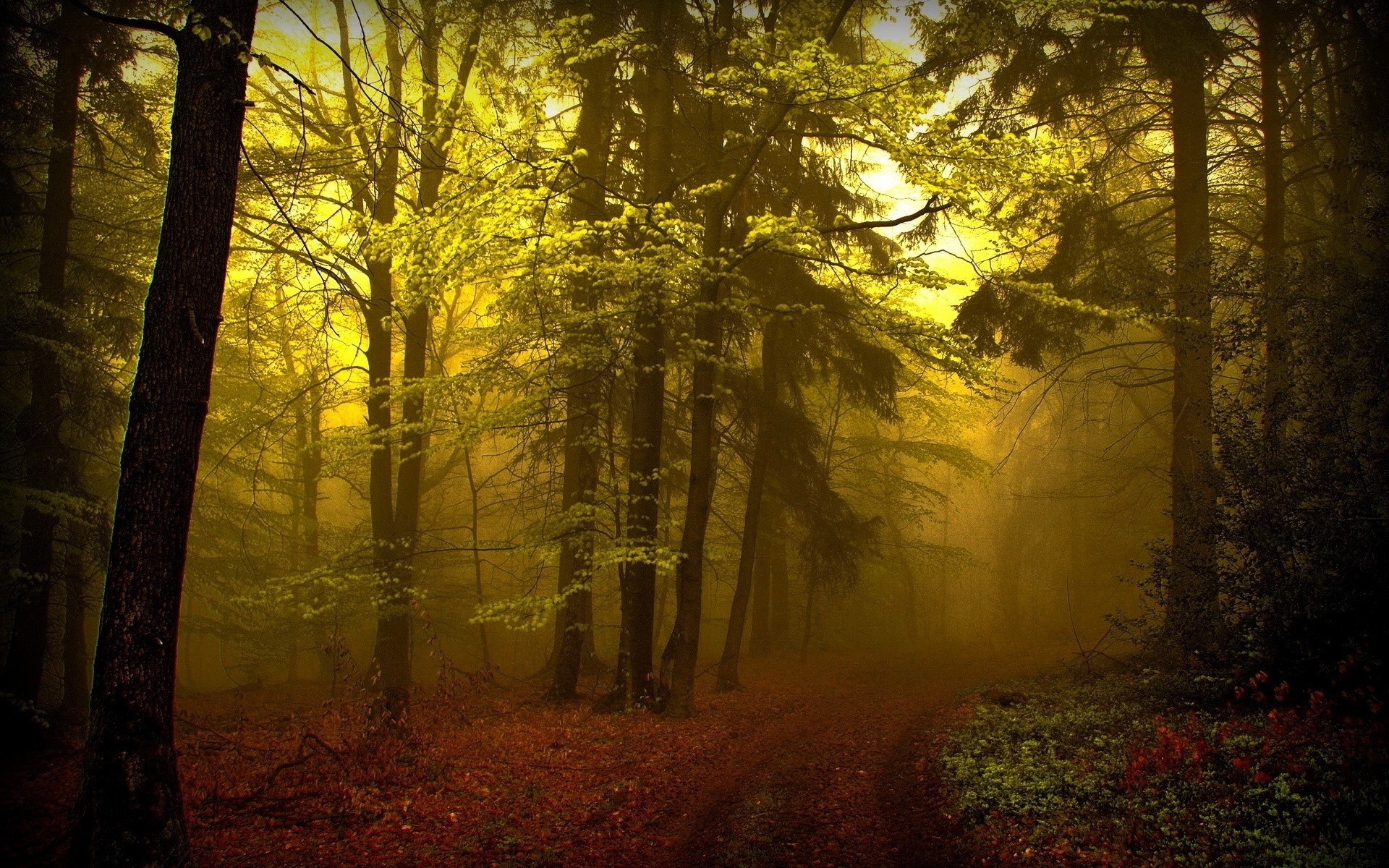 Misty forest path at sunrise