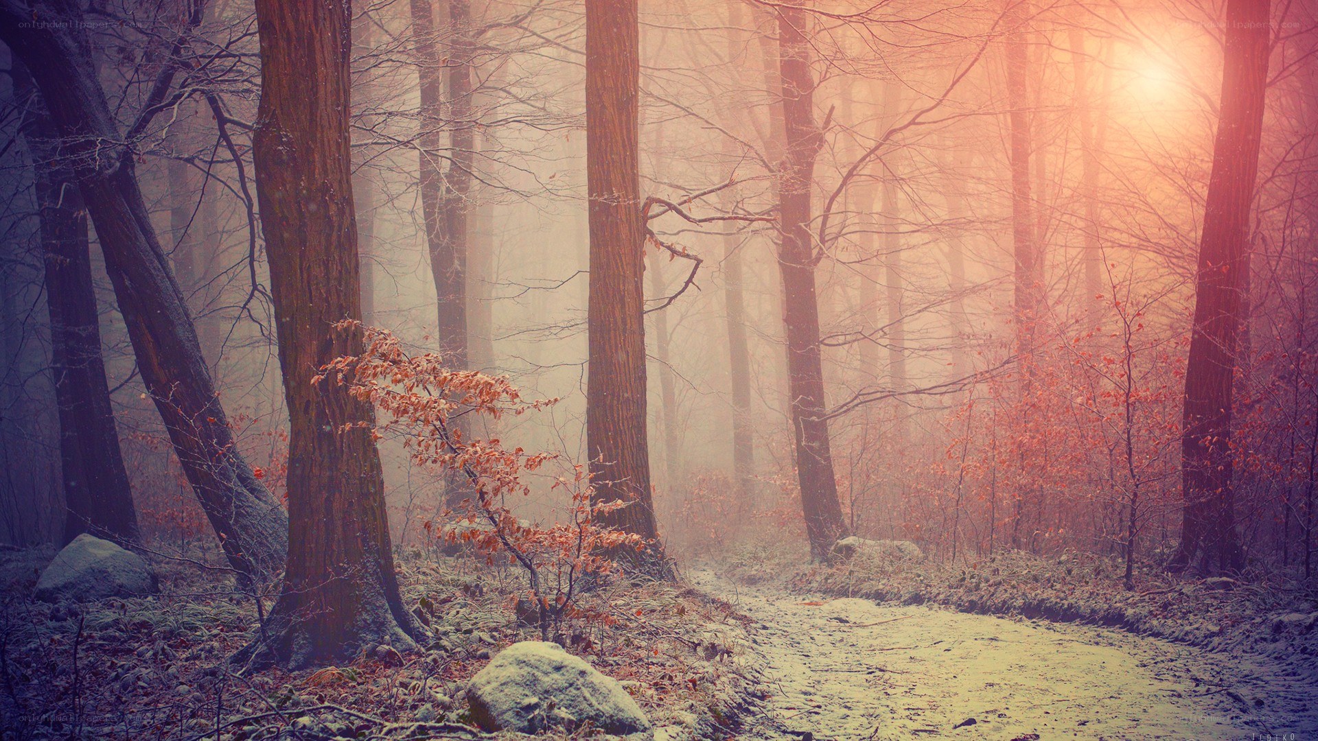 Misty forest path at sunrise