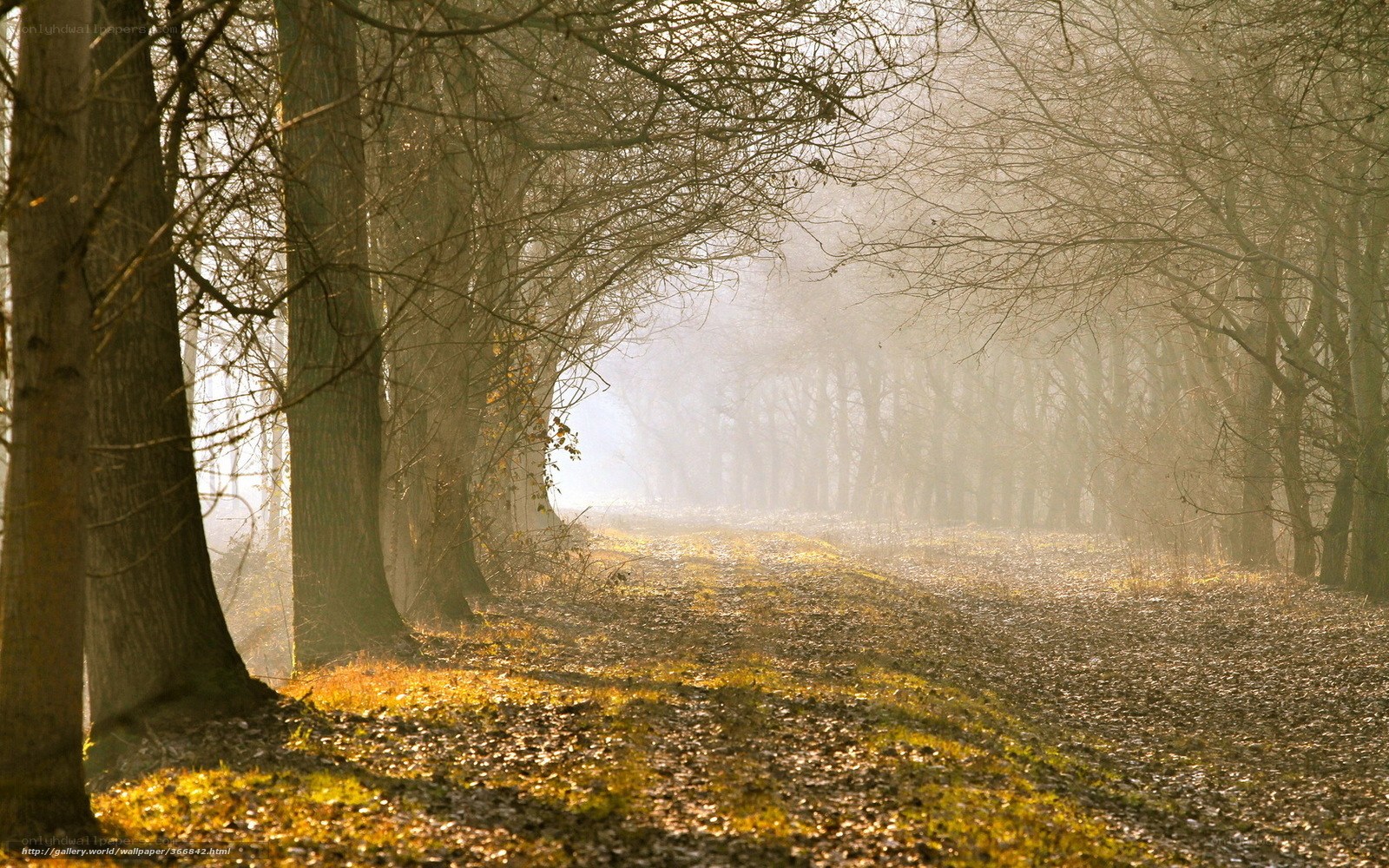 Misty forest path at sunrise