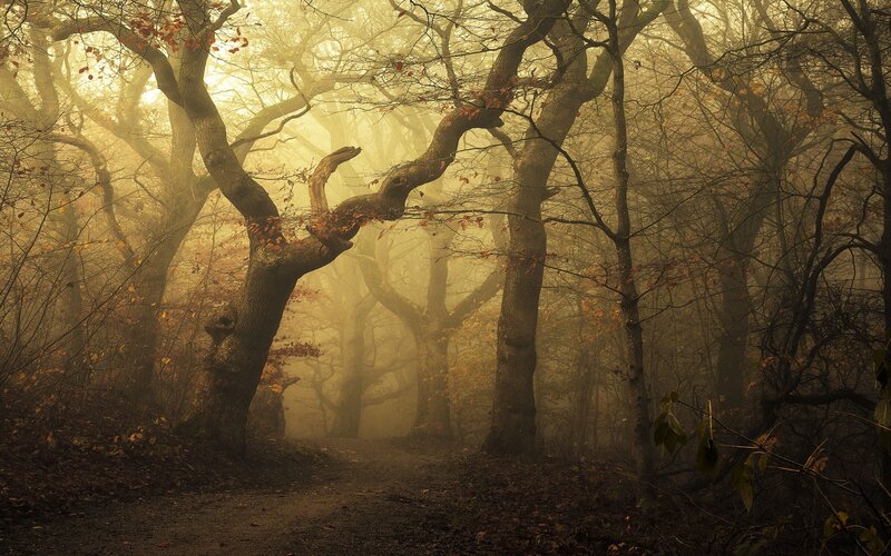 Misty Forest Path — Brown