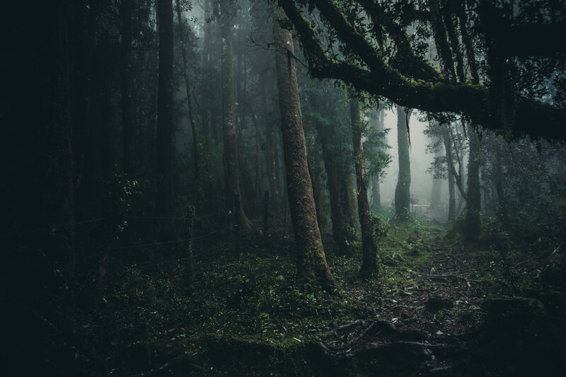 Misty Forest Path — Green, Dark