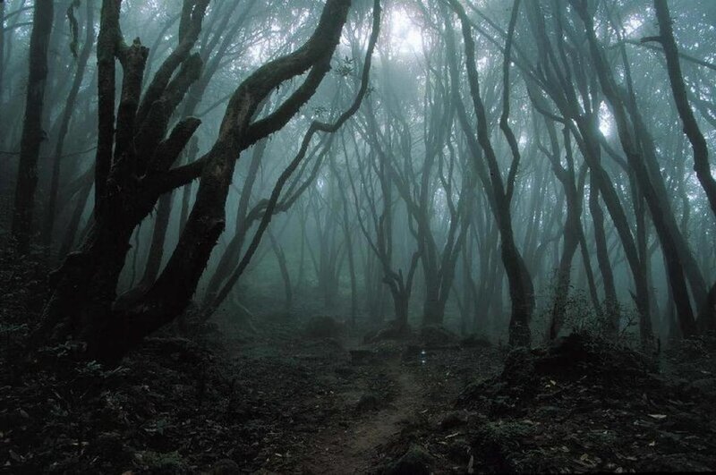 Misty Forest Path — Green, Mysterious, Morning, Photograph, Trees, Fog