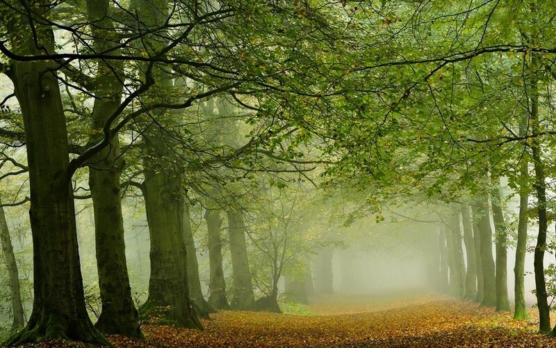 Misty Forest Path — Green, Serene, Autumn, Photograph