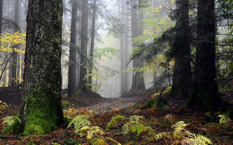 Misty Forest Path — Green, Serene, Autumn