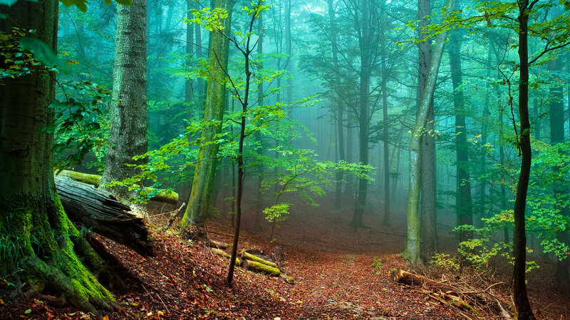 Misty Forest Path — Green, Serene, Morning, Photograph