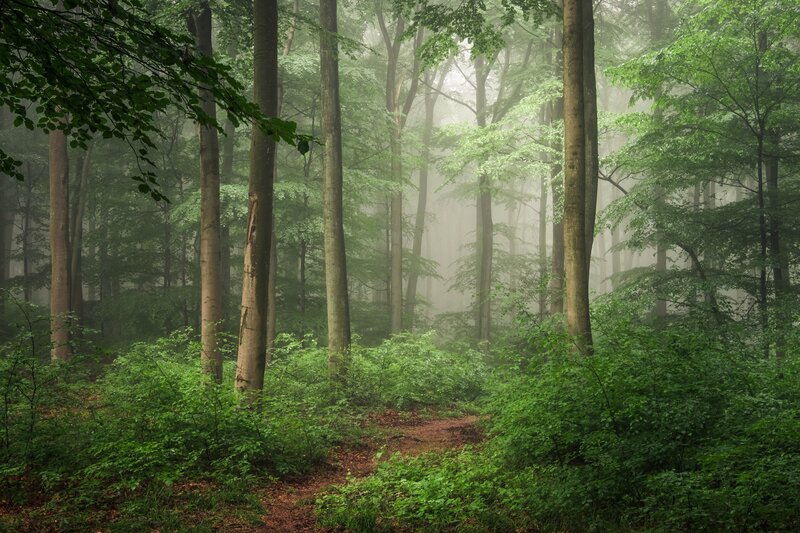 Misty Forest Path — Green, Serene, Morning, Photograph, Trees, Fog, Bushes