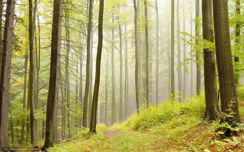 Misty Forest Path — Green, Serene, Morning, Photograph, Trees, Fog, Foliage