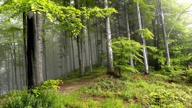 Misty Forest Path — Green, Serene, Morning, Photograph, Trees, Fog, Grass, Gray