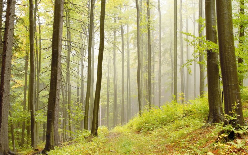 Misty Forest Path — Green, Serene, Morning, Photograph, Trees, Fog