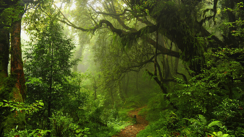 Misty Forest Path — Green, Serene, Morning, Photograph, Trees, Moss, Fog
