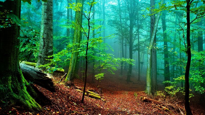 Misty Forest Path — Green, Serene, Morning, Photograph, Trees, Moss