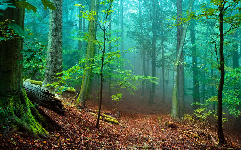 Misty Forest Path — Green, Serene, Morning, Photograph, Trees
