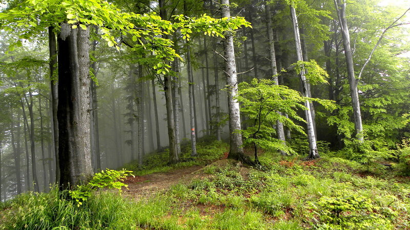 Misty Forest Path — Green, Serene, Morning